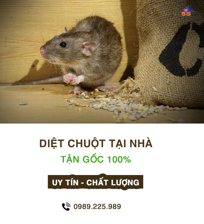 dich-vu-diet-chuot-uy-tin-tai-nha