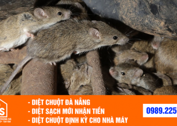 Dịch vụ diệt chuột tại Đà Nẵng chuyên nghiệp và hiệu quả cao