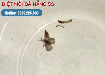 Ấu trùng ruồi cống có gây hại không?