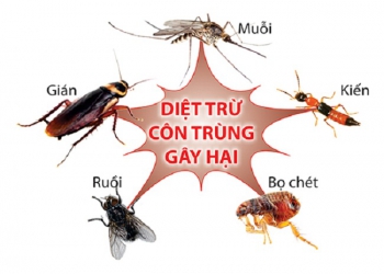 Dịch vụ diệt côn trùng Đà Nẵng chuyên nghiệp 