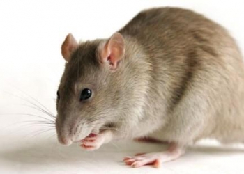 Dịch vụ diệt chuột uy tín và chất lượng
