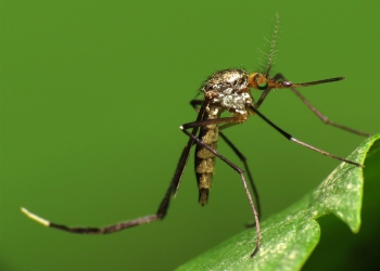 Dịch vụ diệt muỗi Đà Nẵng chuyên nghiệp - Diệt côn trùng 5s