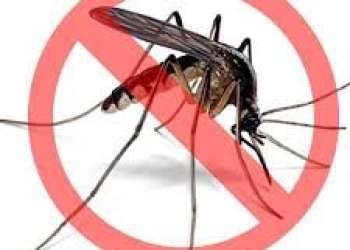 Dịch vụ diệt muỗi Đà Nẵng tại nhà uy tín - chất lượng