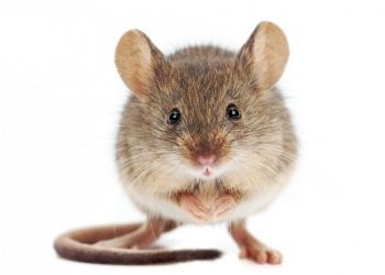 Tại sao chọn dịch vụ diệt chuột tại công ty Diệt côn trùng 5s
