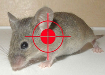 Dịch vụ diệt chuột nhắt