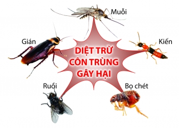 Dịch vụ diệt côn trùng Đà Nẵng chuyên nghiệp nhất