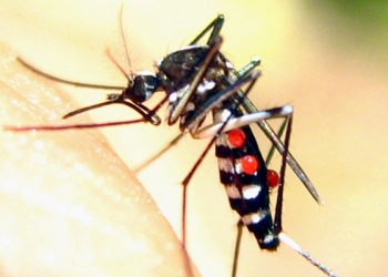 Dịch vụ diệt muỗi Đà Nẵng chuyên nghiệp và tiện ích