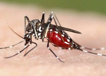 Quy trình thực hiện phun muỗi – Diệt côn trùng Đà Nẵng