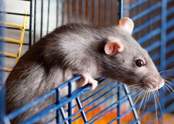 Mẹo ngăn chặn chuột nhắt