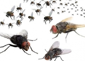 Tìm hiểu những cách đuổi và diệt ruồi trong nhà hiệu quả