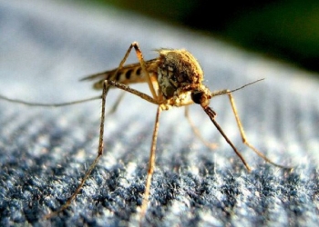 Diệt muỗi Đà Nẵng chuyên nghiệp và uy tín - Diệt côn trùng 5s