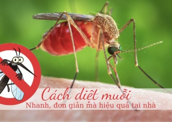 Vòng đời và tuổi thọ của muỗi là bao lâu? Những cách phòng chống muỗi hiệu quả nhất