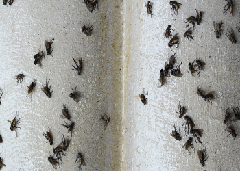 Cách diệt ruồi giấm trong nhà vệ sinh tại Đà Nẵng