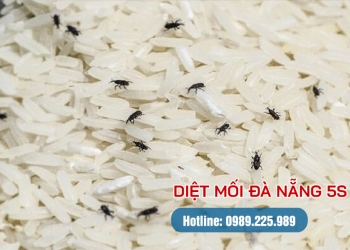 Nhận biết và ngăn ngừa con mọt gạo