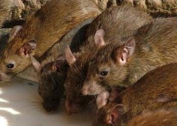 5 căn bệnh đáng sợ từ lũ chuột mà bạn có thể gặp phải