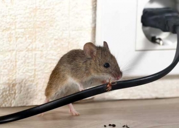 Những cách diệt chuột hiệu quả nhất tại Đà Nẵng 