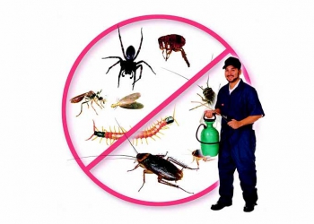 Dịch vụ diệt côn trùng chuyên nghiệp và hiệu quả