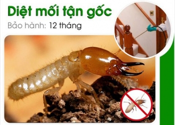 Diệt mối tận gốc tại Đà Nẵng - Diệt côn trùng 5S