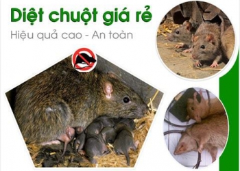 Công ty diệt chuột ở Đà Nẵng