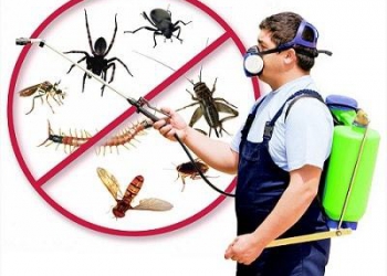 Diệt muỗi chuyên nghiệp Đà Nẵng - Dịch vụ diệt côn trùng 5s