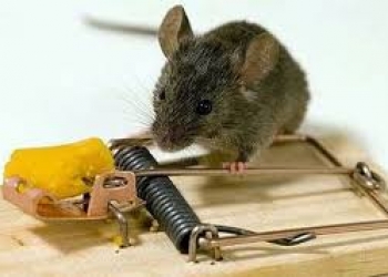 Những cách diệt chuột nhanh chóng , hiệu quả nhất