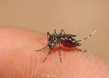 Cách đuổi muỗi và cách chống muỗi trong nhà hiệu quả không dùng thuốc diệt muỗi tại Đà Nẵng