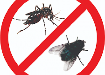 Các biện pháp phòng tránh và diệt muỗi trong mùa mưa