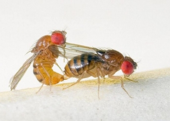 Những cách diệt và đuổi ruồi đơn giản tại nhà