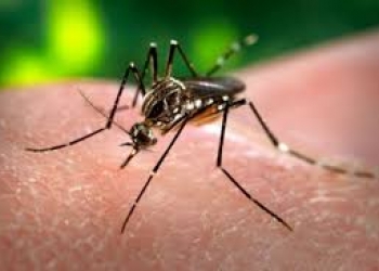 Những mẹo diệt muỗi tận gốc cho nhà sạch bách không còn một con tại Đà Nẵng