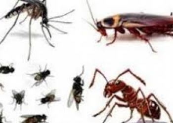 5 mẹo diệt côn trùng hiệu quả nhanh mà bạn phải biết