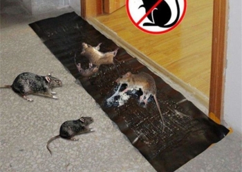 Cách diệt chuột nhanh , an toàn và hiệu quả tại Đà Nẵng 