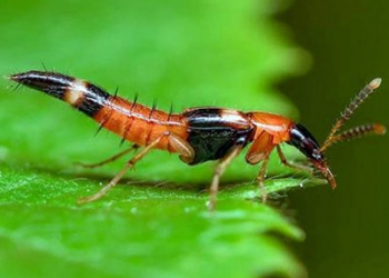 Mẹo diệt côn trùng cách tự nhiên an toàn cho mọi nhà