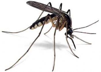 Dịch vụ diệt muỗi - diệt côn trùng chuyên nghiệp