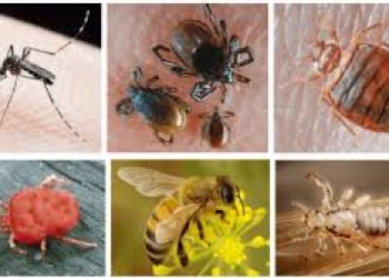 8 loại côn trùng gây hại thường thấy vào mùa hè