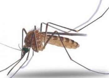 Các cách diệt và đuổi muỗi hiệu quả